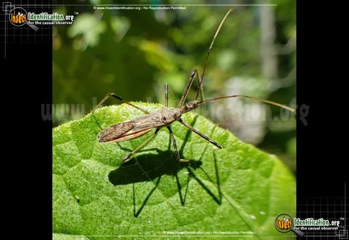 Four-spurred Assassin Bug - photo 6