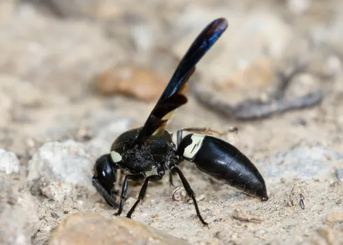 Four-toothed Mason Wasp