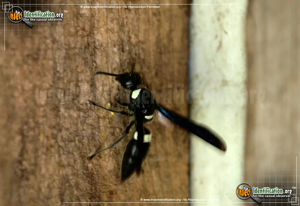 Four-toothed Mason Wasp - photo 3