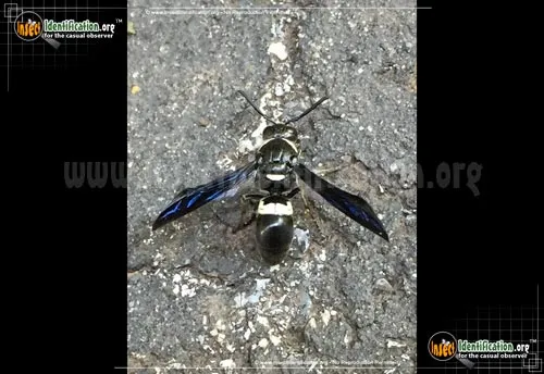 Four-toothed Mason Wasp - photo 4