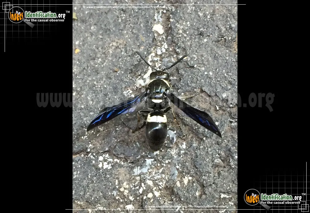 Four-toothed Mason Wasp - photo 5