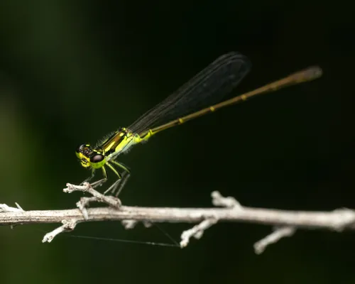 Fragile Forktail