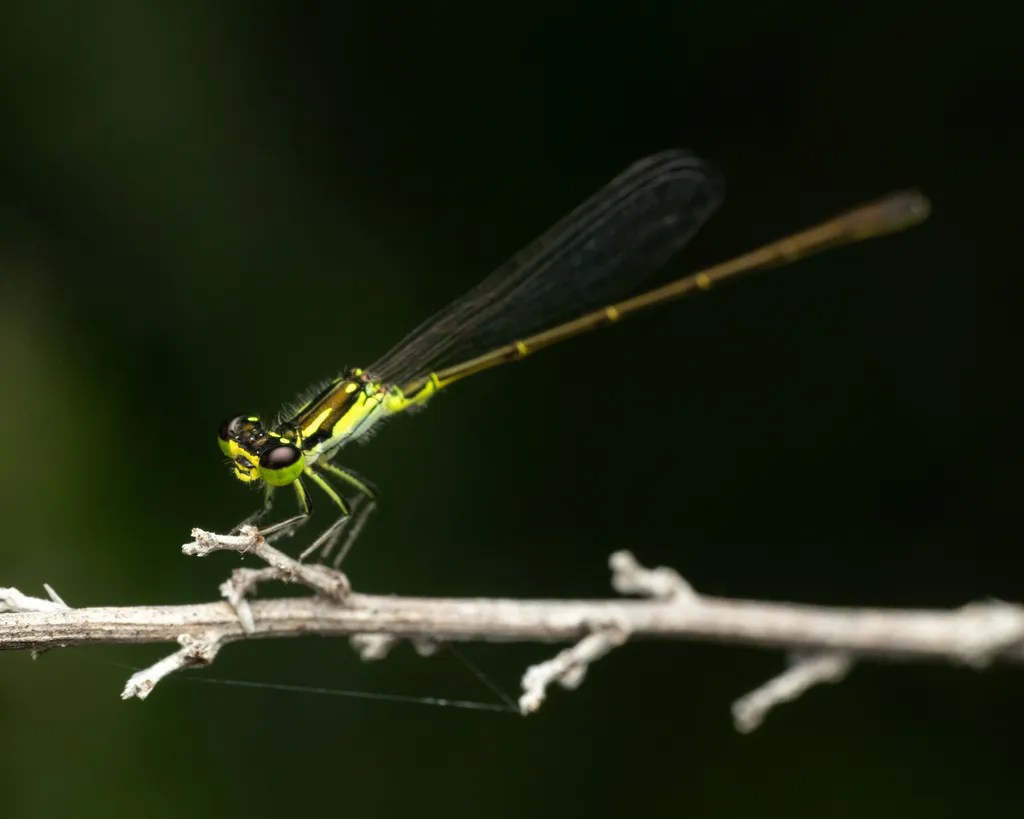 Fragile Forktail - photo 2