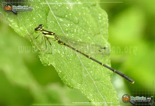 Fragile Forktail - photo 4
