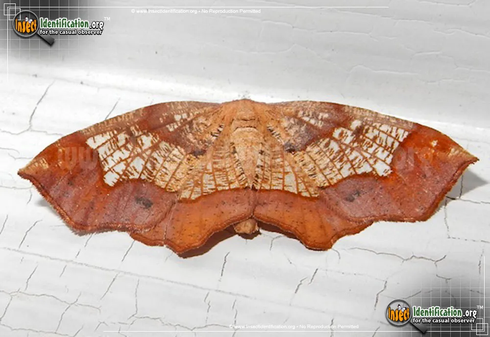 Friendly Probole Moth - Probole amicaria