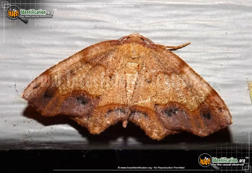 Friendly Probole Moth - photo 3