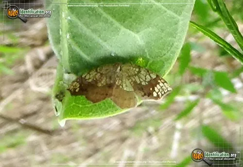 Friendly Probole Moth - photo 6