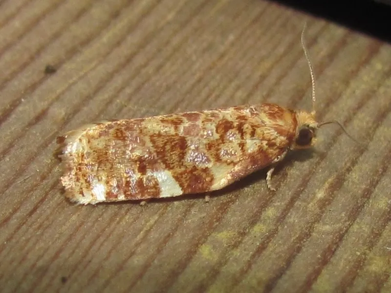 Fruit-Tree Leafroller Moth - photo 2