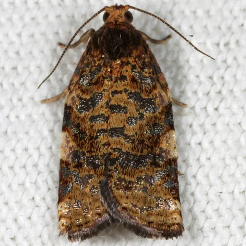 Fruit-Tree Leafroller Moth - photo 4
