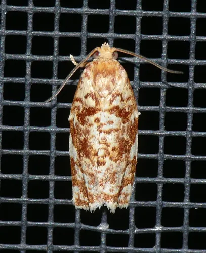 Fruit-Tree Leafroller Moth - photo 5