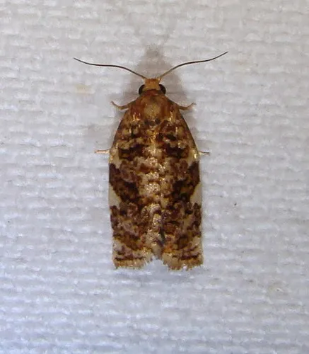 Fruit-Tree Leafroller Moth - photo 6