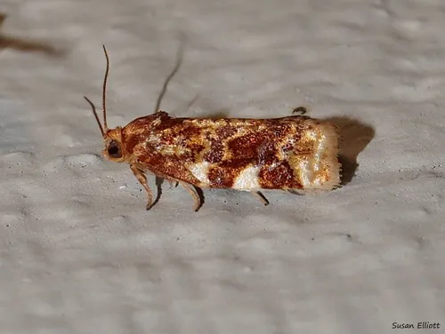 Fruit-Tree Leafroller Moth - photo 7