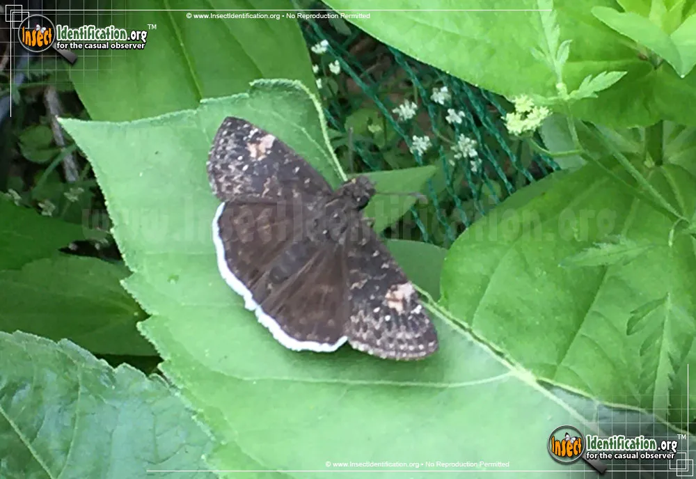 Funereal Duskywing Butterfly - Erynnis funeralis