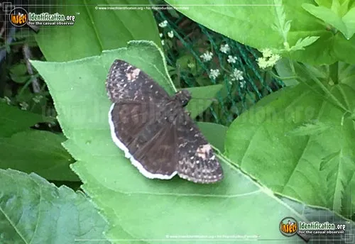 Funereal Duskywing Butterfly - photo 2