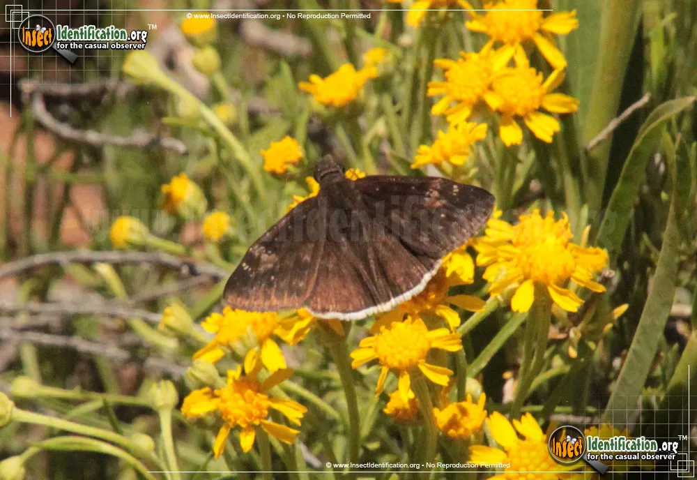 Funereal Duskywing Butterfly - photo 3