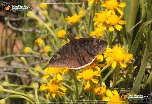 Funereal Duskywing Butterfly - photo 4