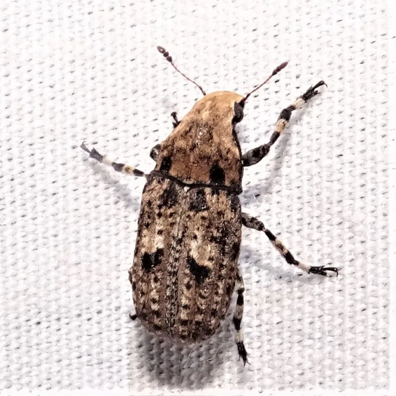 Fungus Weevil - photo 2