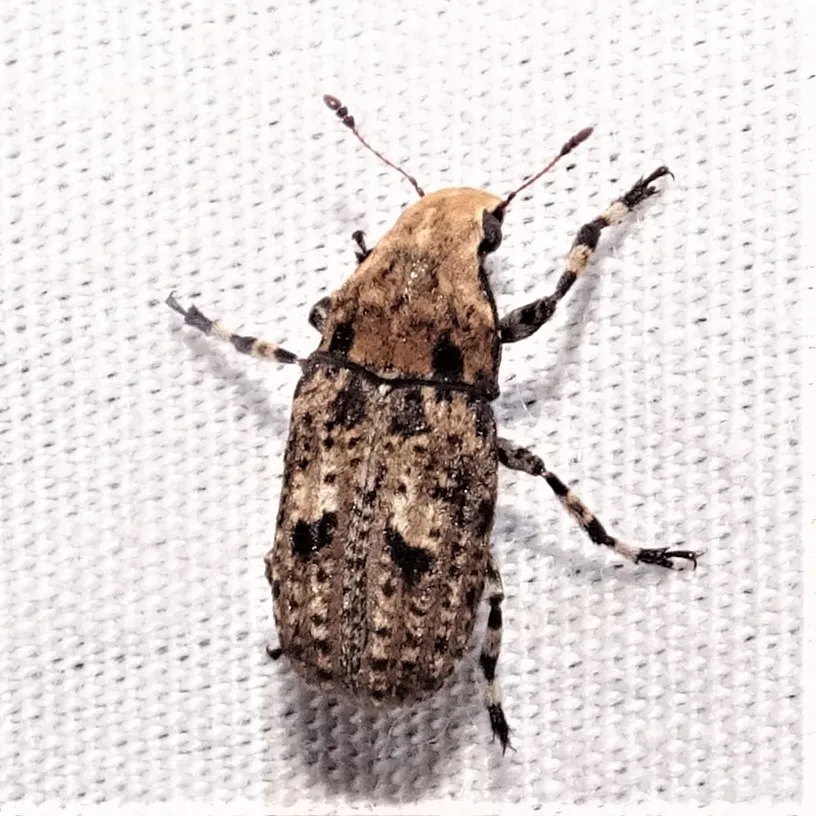 Fungus Weevil - photo 3