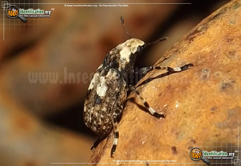 Fungus Weevil - photo 5