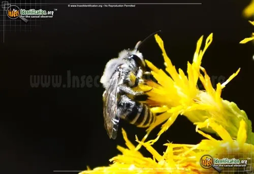 Furrow Bee - photo 2