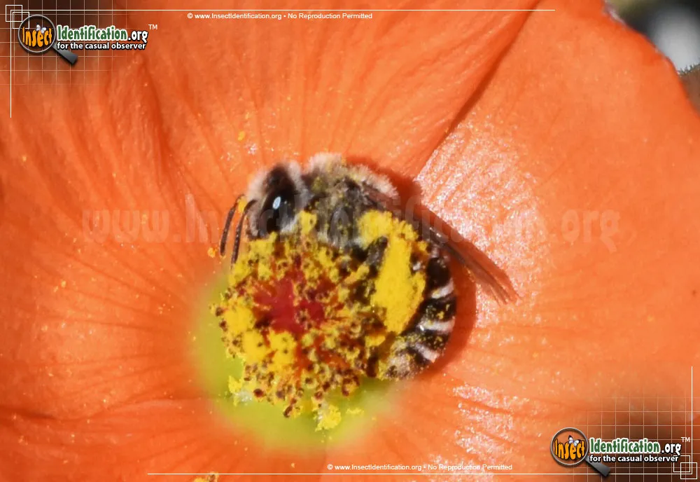 Furrow Bee - photo 3