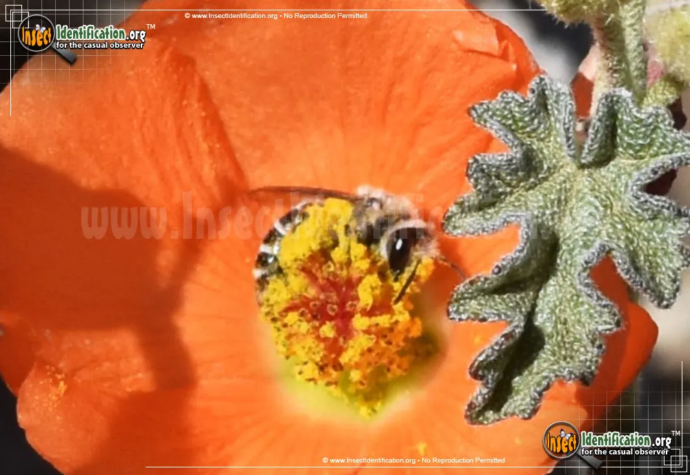 Furrow Bee - photo 5