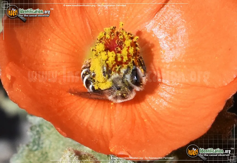 Furrow Bee - photo 7