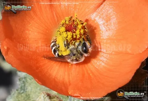 Furrow Bee - photo 8