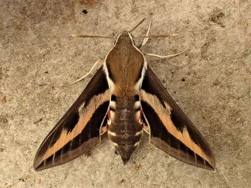 Galium Sphinx Moth