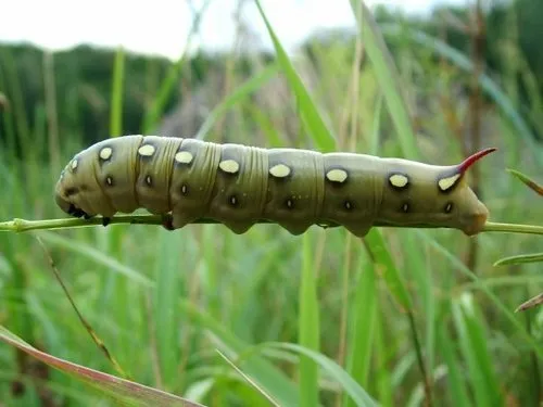 Galium Sphinx Moth - photo 2