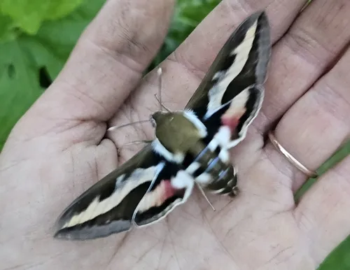 Galium Sphinx Moth - photo 3