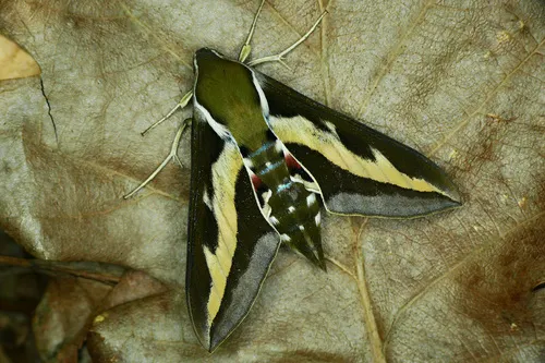 Galium Sphinx Moth - photo 4