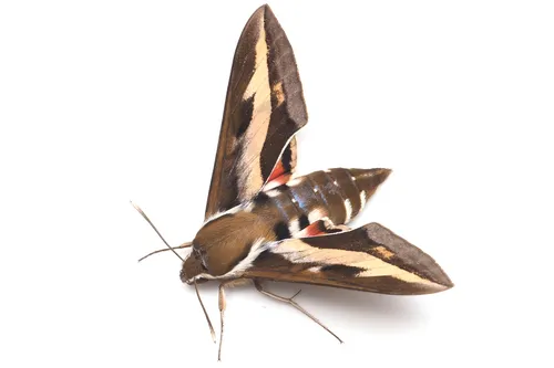 Galium Sphinx Moth - photo 5
