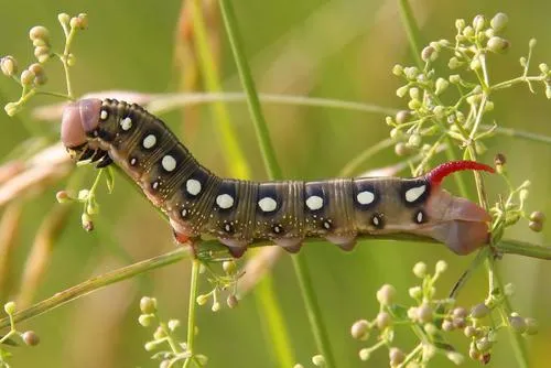 Galium Sphinx Moth - photo 6