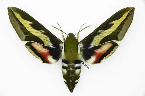 Galium Sphinx Moth - photo 7