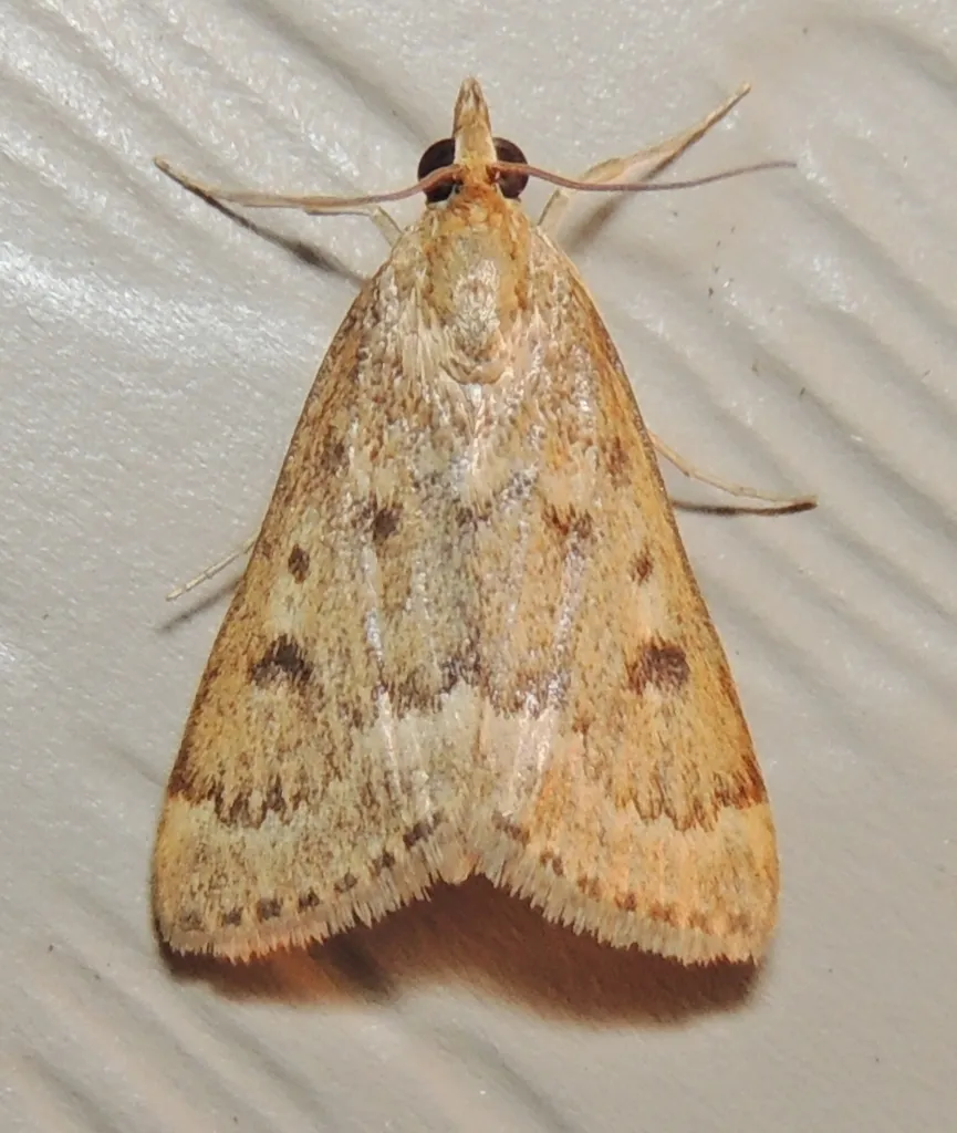 Garden Webworm Moth - photo 2