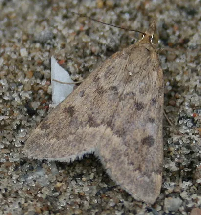 Garden Webworm Moth - photo 3