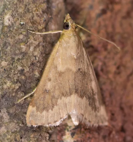 Garden Webworm Moth - photo 4