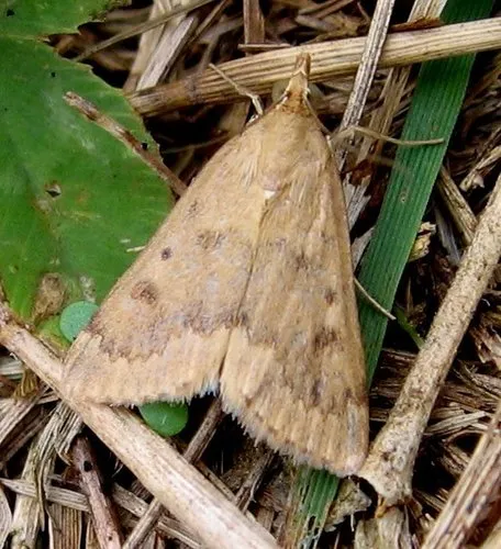 Garden Webworm Moth - photo 5