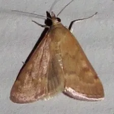 Garden Webworm Moth - photo 6
