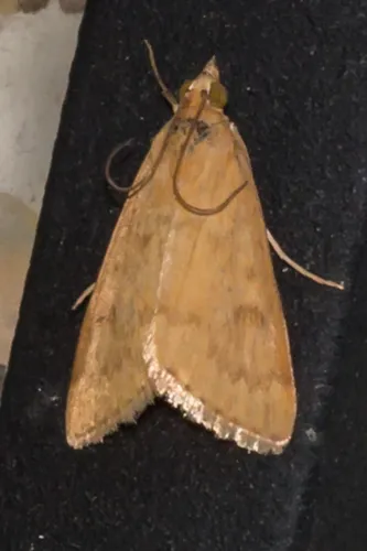 Garden Webworm Moth - photo 7