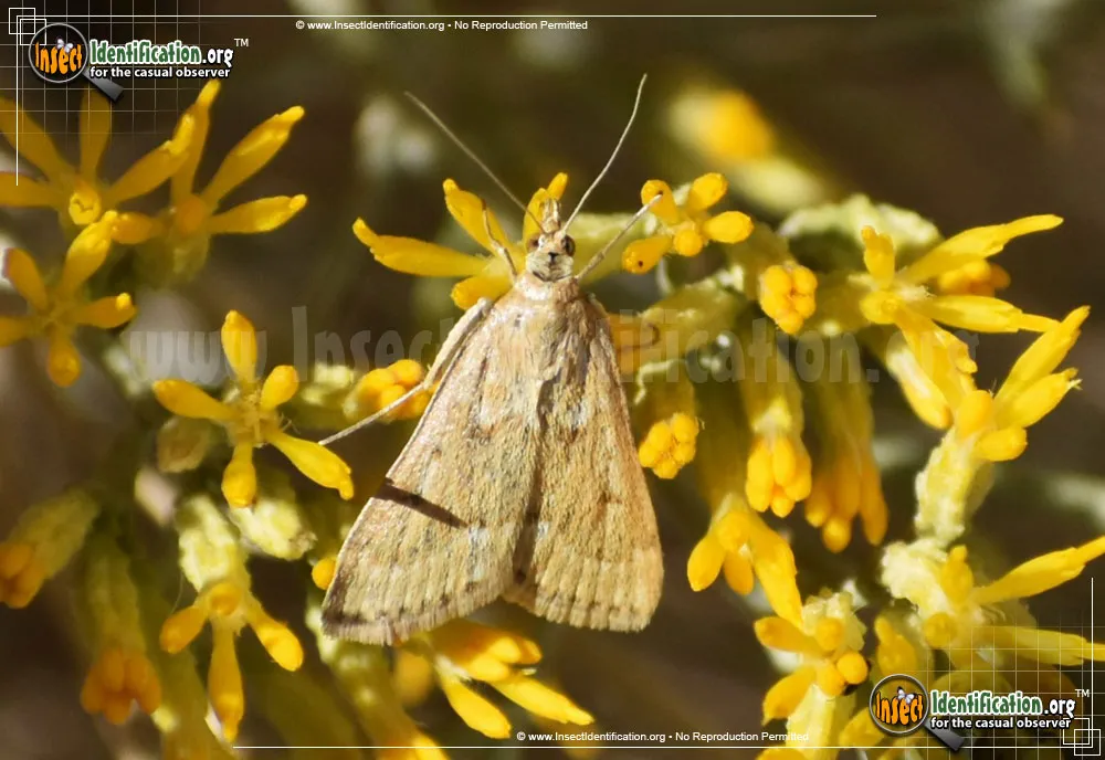 Garden Webworm Moth - photo 8