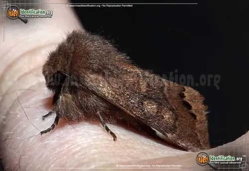 Garman's Quaker - photo 2