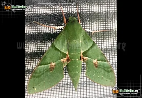 Gaudy Sphinx Moth - photo 2