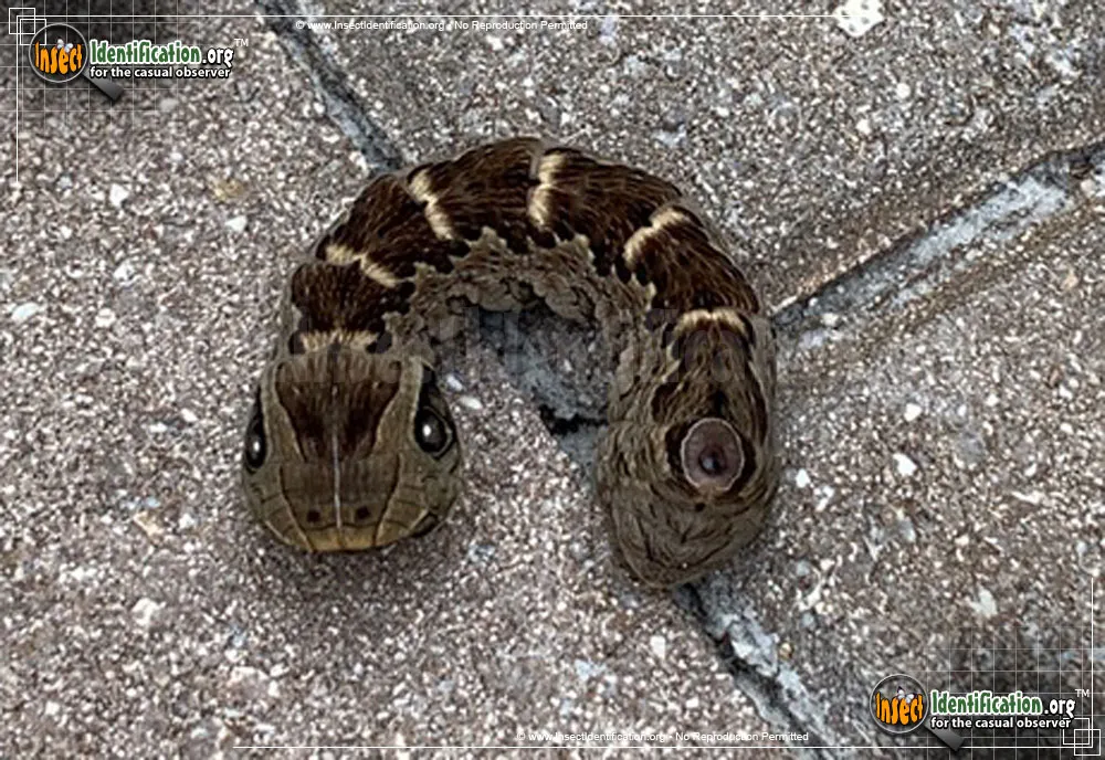 Gaudy Sphinx Moth - photo 3