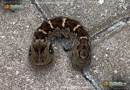 Gaudy Sphinx Moth - photo 4