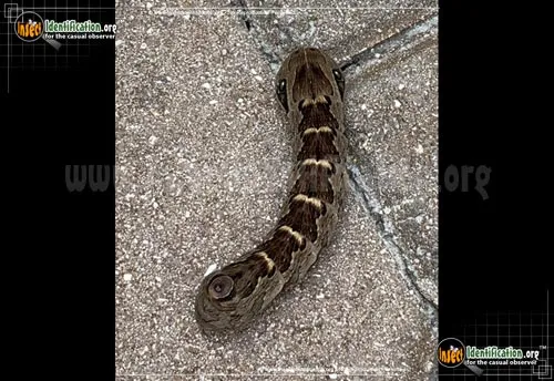 Gaudy Sphinx Moth - photo 6