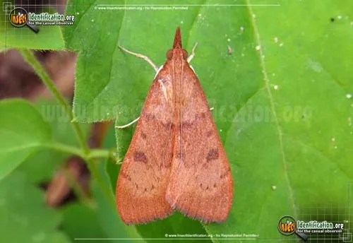 Genista Broom Moth - photo 2