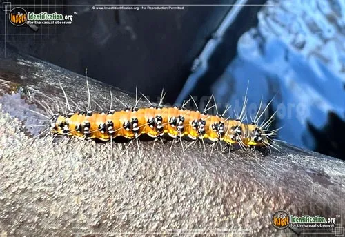 Genista Broom Moth - photo 4