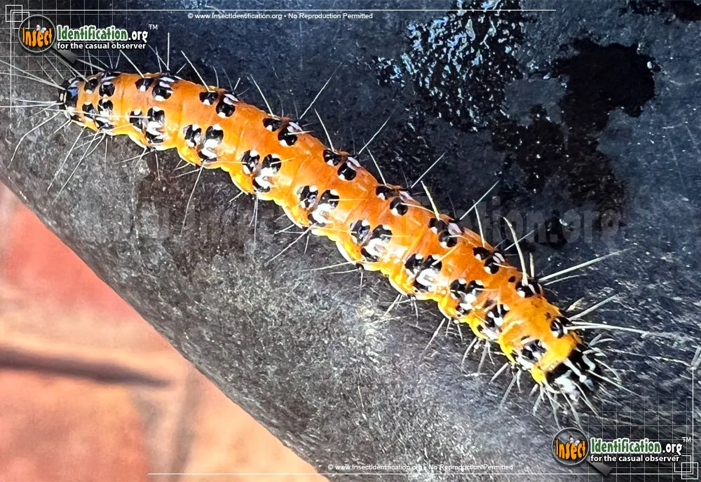 Genista Broom Moth - photo 5